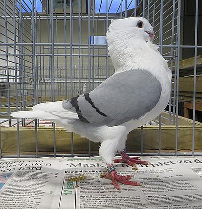 De 91 - nestmaat v.d. 92 de 1291 20