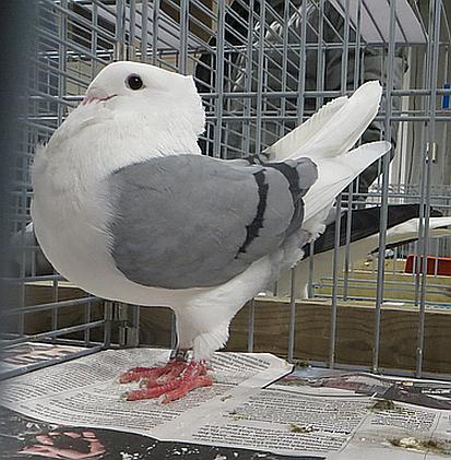 de 1292 20 wil eigenlijk niet op de foto