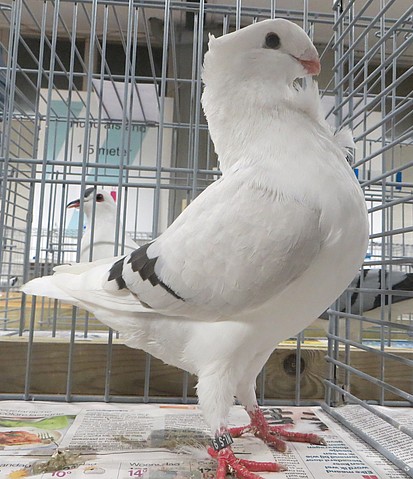 De 1307 Blauwzilver de 1307 20