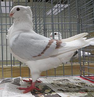 de 1493 staat wel netjes