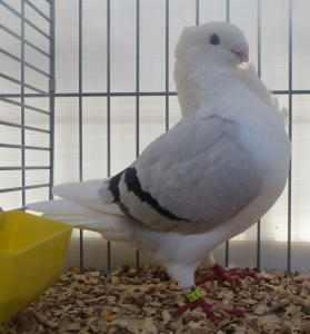 de 1845 17 Mooiste duivin Goudse Sierduivenclub 2019