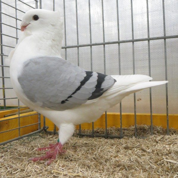 de 514 96 pnt Noordshow 2020