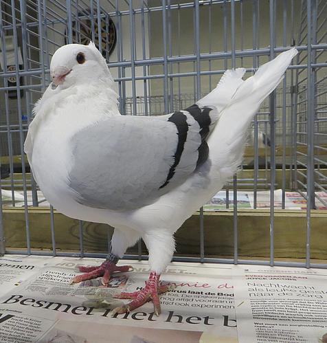 De 99 - broer 80 de 99 2020