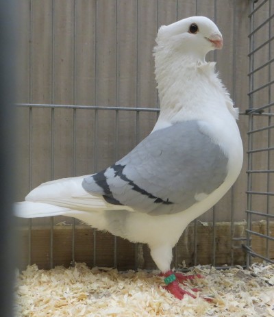 Diskwalificatie de 1497 diskwalificatie 1497