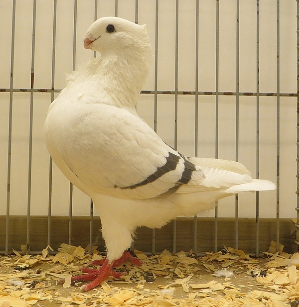 Blauwzilverschild jonge doffer 95pnt 1870