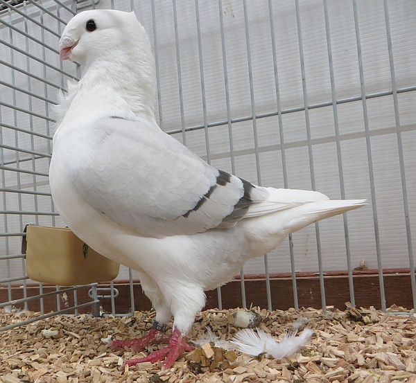 Blauwzilverschild donkergeband 1308-20 De 1308