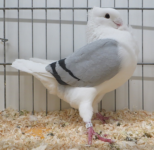 De 1912 fraaiste op 1 na blauwschild zwartgeband 97 jaap dijksman