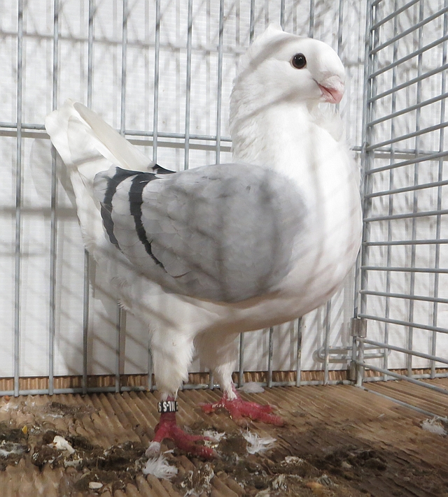 De 1869-22 96 pnt De 1869-22 96 pnt