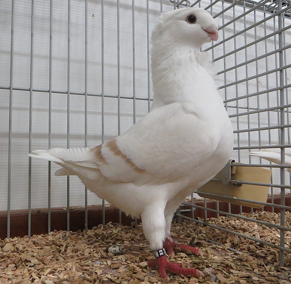 de 1881 geelzilverschild geband de 1881 geelzilverschild geband