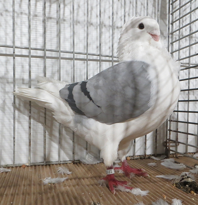 Fraaiste OHM op de SZN 2022 96 pnt Fraaiste OHM op de SZN 2022