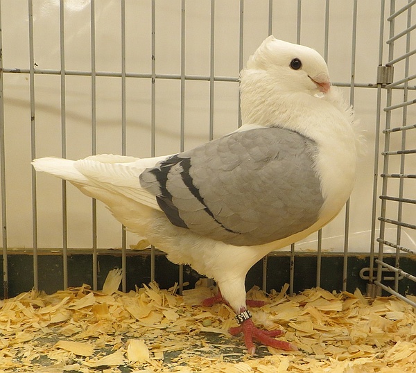 fraaiste ohm op 1 na