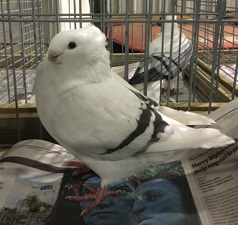 De 1870 ga maar eens goed staan de eerste keer