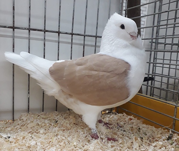 Geelschild duivin van Albert van Zijl - Fraaiste OHM in Varsseveld geelschild fraaiste varseveld albert