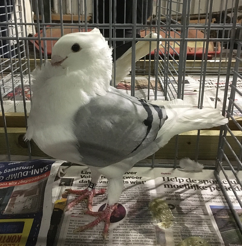 De 1851 mooie blauwschild oud hollandse meeuw